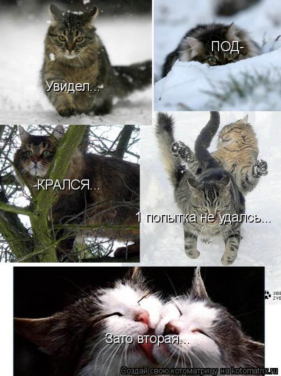 Котоматрица: Увидел... ПОД- -КРАЛСЯ... 1 попытка не удалсь... Зато вторая...