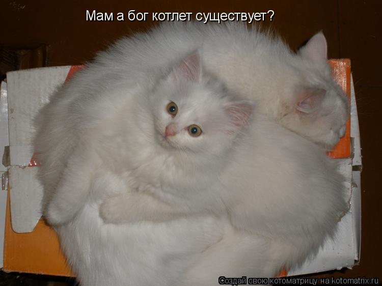 Мам а бог котлет существует?... Котоматрица: Мам а бог котлет существует?