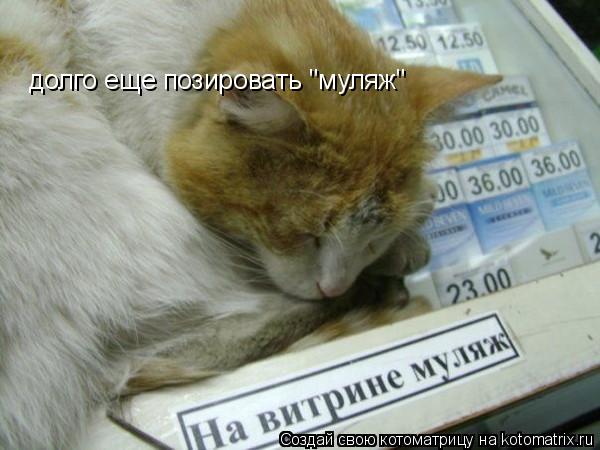 Котоматрица: долго еще позировать "муляж"