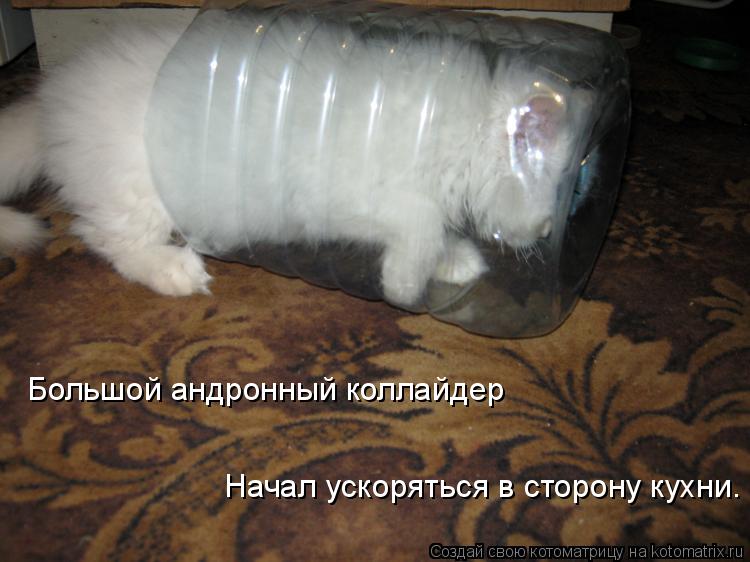 Котоматрица: Большой андронный коллайдер Начал ускоряться в сторону кухни.