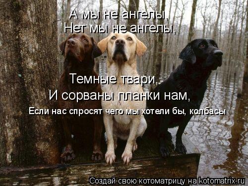 Котоматрица: А мы не ангелы, Нет мы не ангелы, Темные твари, И сорваны планки нам, Если нас спросят чего мы хотели бы, колбасы
