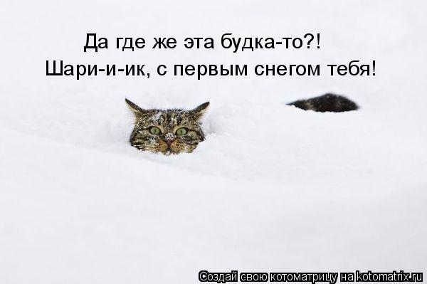 Котоматрица: Шари-и-ик, с первым снегом тебя! Да где же эта будка-то?!