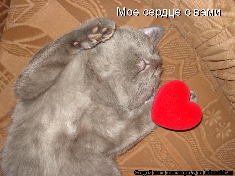 Котоматрица: Мое сердце с вами