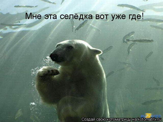 Мне эта селёдка вот уже где!... Котоматрица: Мне эта селёдка вот уже где!