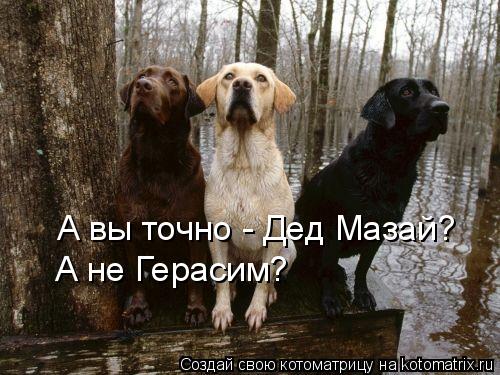 Котоматрица: А вы точно - Дед Мазай? А не Герасим?