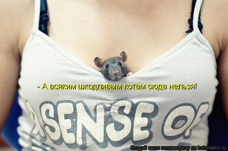 Котоматрица: - А всяким шкодливым котам сюда нельзя!