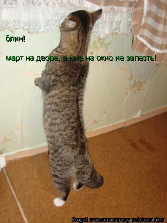 Котоматрица: блин! март на дворе, а мне на окно не залезть!