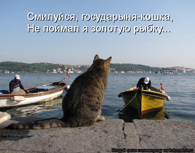 Котоматрица: Смилуйся, государыня-кошка, Не поймал я золотую рыбку...
