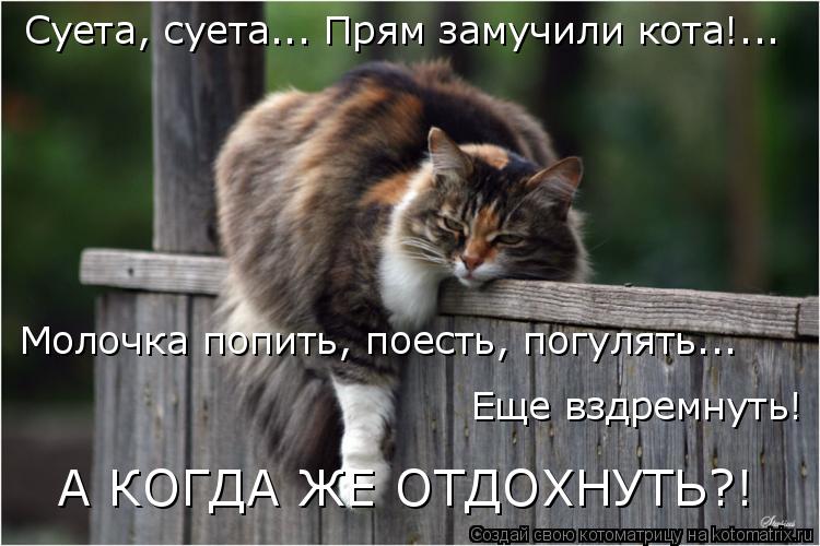 Котоматрица: Суета, суета... Прям замучили кота!... Молочка попить, поесть, погулять... Еще вздремнуть! А КОГДА ЖЕ ОТДОХНУТЬ?!