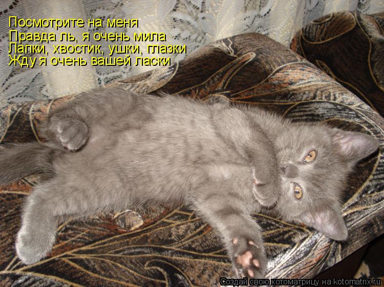 Котоматрица: Посмотрите на меня Правда ль, я очень мила Лапки, хвостик, ушки, глазки Жду я очень вашей ласки