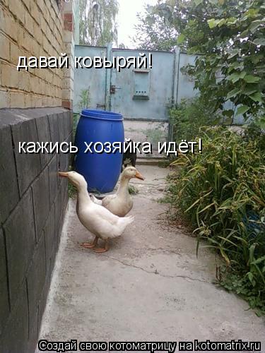 Котоматрица: давай ковыряй! кажись хозяйка идёт!
