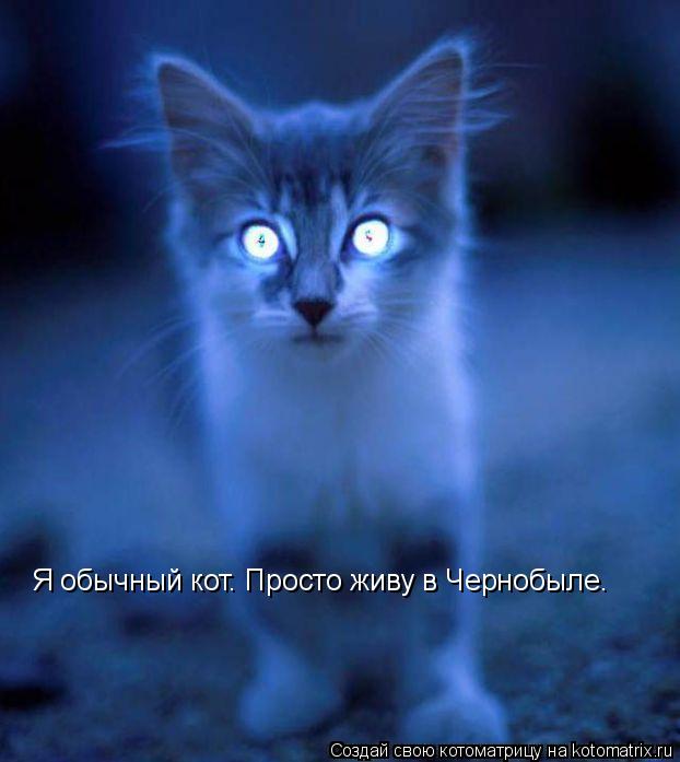 Котоматрица: Я обычный кот. Просто живу в Чернобыле.