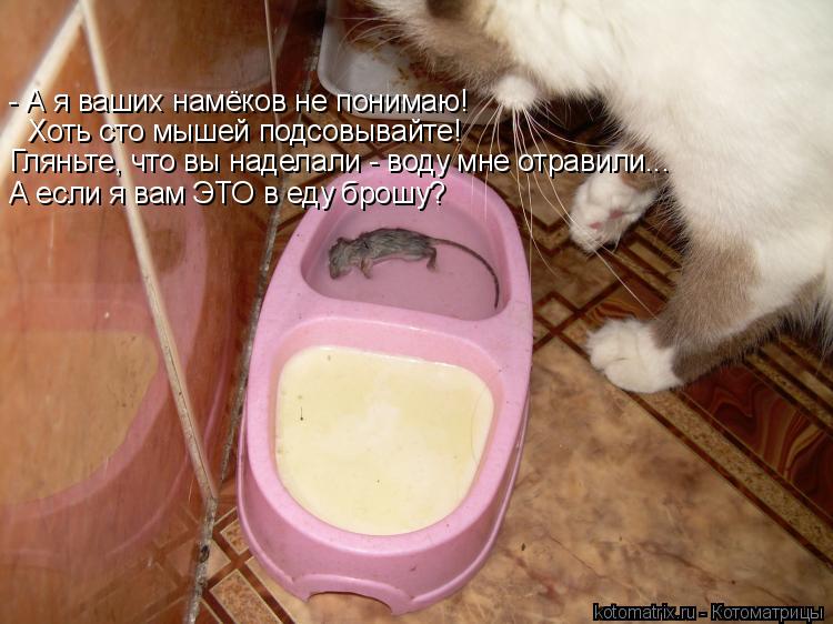Котоматрица: - А я ваших намёков не понимаю! Хоть сто мышей подсовывайте!  Гляньте, что вы наделали - воду мне отравили... А если я вам ЭТО в еду брошу?