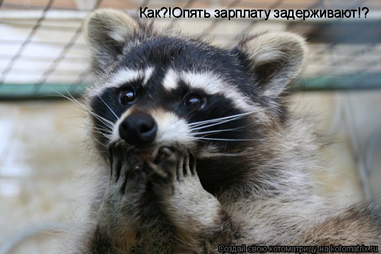 Котоматрица: Как?!Опять зарплату задерживают!? Как?!Опять зарплату задерживают!?