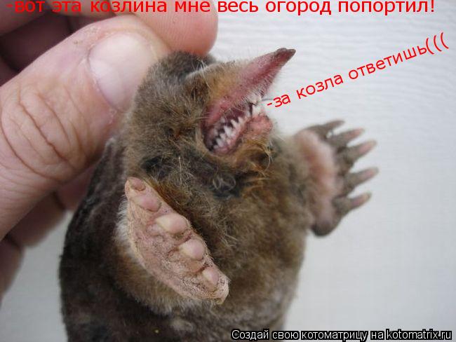 Котоматрица: -вот эта козлина мне весь огород попортил! -за козла ответишь(((