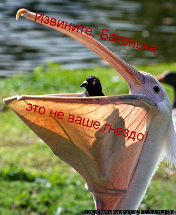 Извините, Батенька, это не ваше гнездо!... Котоматрица: Извините, Батенька, это не ваше гнездо!