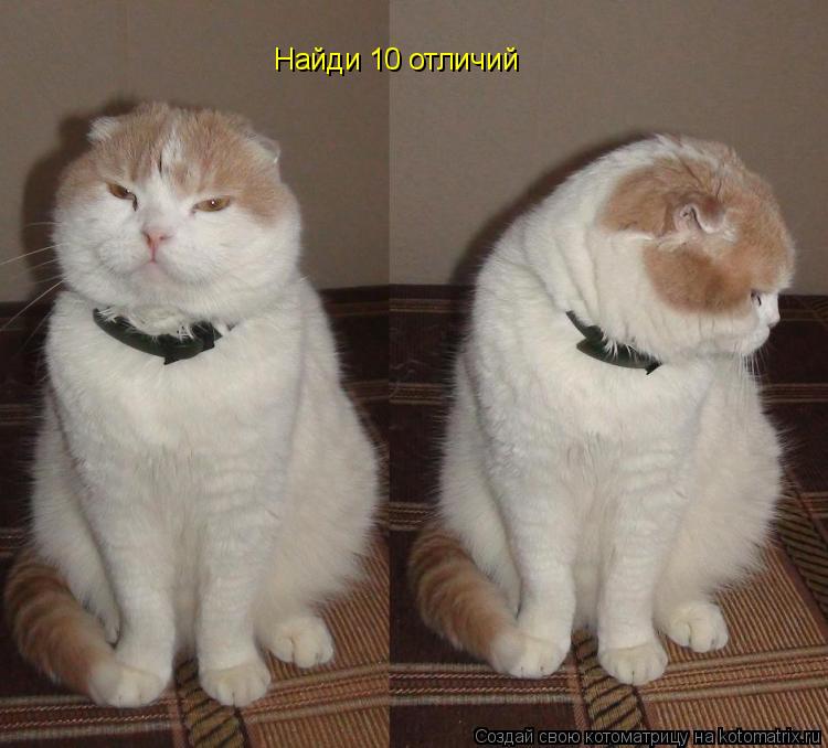 Котоматрица: Найди 10 отличий