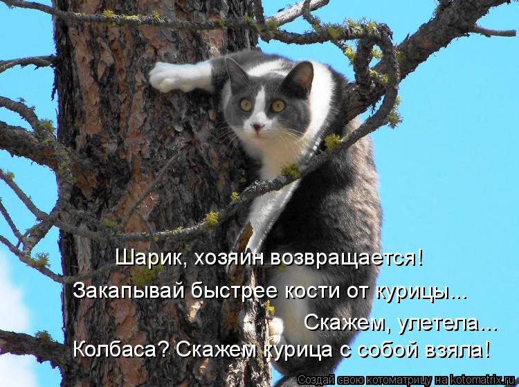 Шарик, хозяин возвращается! Закапывай быстрее кости от курицы... Скажем, улетела... Колбаса? Скажем ... Котоматрица: Шарик, хозяин возвращается! Закапывай быстрее кости от курицы... Скажем, улетела... Колбаса? Скажем курица с собой взяла!