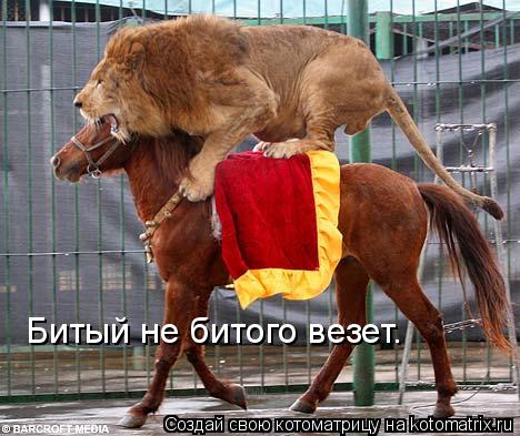 Котоматрица: Битый не битого везет.