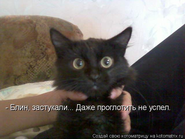 Котоматрица: - Блин, застукали... Даже проглотить не успел.