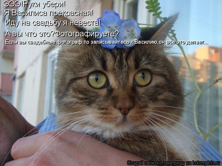 Котоматрица: ЭЭЭ!Руки убери! Я Василиса прекрасная! Иду на свадьбу я невеста! А вы что это?Фотографируете? Если вы свадебные фотограф,то записывайтесь к В