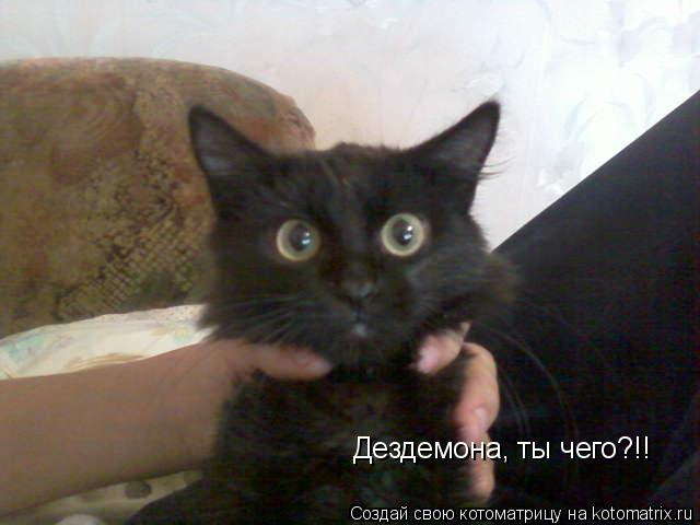 Котоматрица: Дездемона, ты чего?!!
