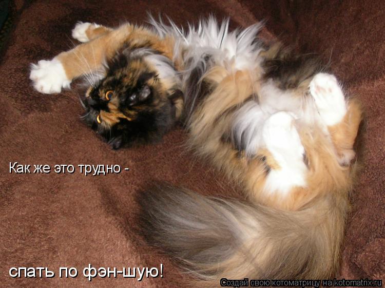 Котоматрица: Как же это трудно - спать по фэн-шую!