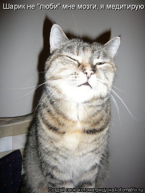 Котоматрица: Шарик не "люби" мне мозги, я медитирую