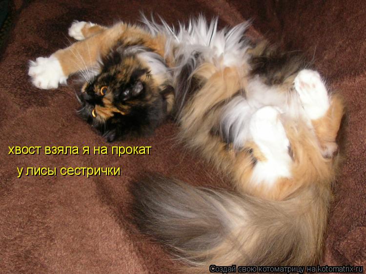 Котоматрица: хвост взяла я на прокат у лисы сестрички