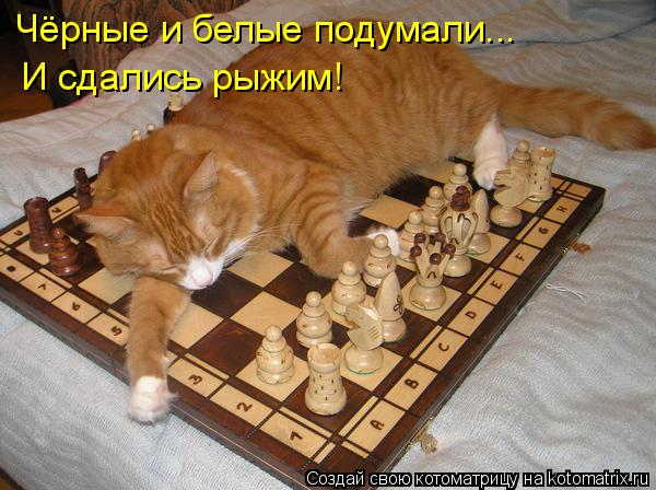Котоматрица: Чёрные и белые подумали... И сдались рыжим!