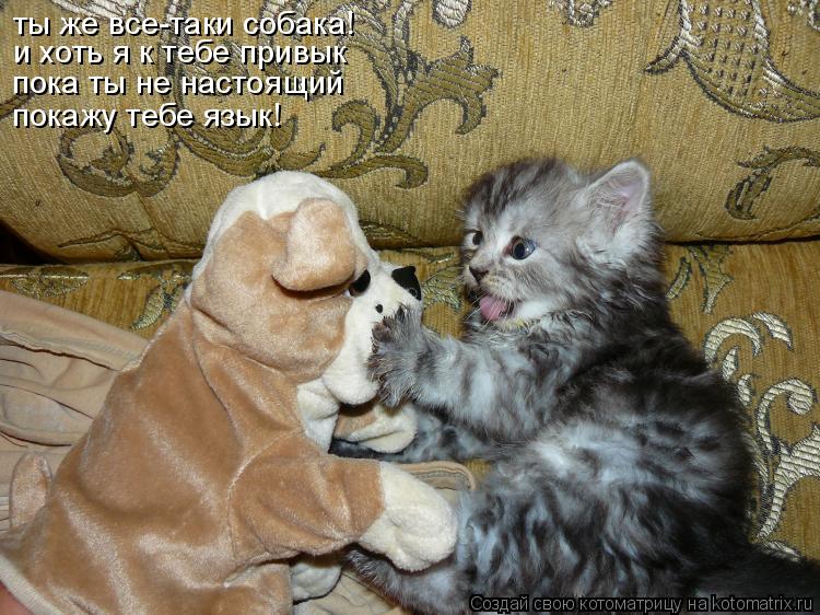Котоматрица: ты же все-таки собака! и хоть я к тебе привык пока ты не настоящий покажу тебе язык!