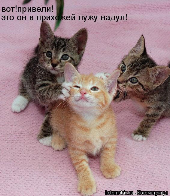 Котоматрица: вот!привели! это он в прихожей лужу надул! это он в прихожей лужу надул!