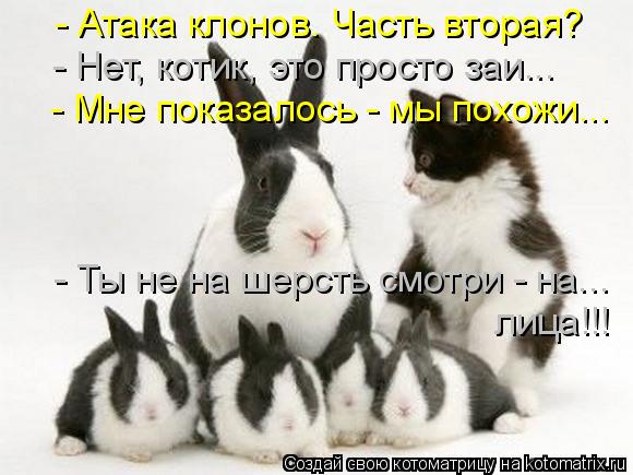 Котоматрица: - Атака клонов. Часть вторая? - Нет, котик, это просто заи... - Мне показалось - мы похожи... - Ты не на шерсть смотри - на... лица!!!