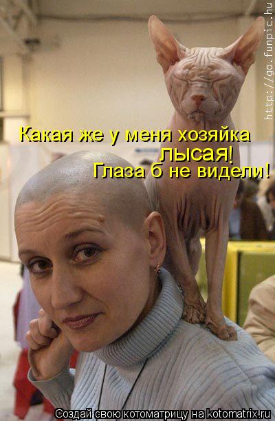 Котоматрица: Какая же у меня хозяйка  лысая ! Глаза б не видели!