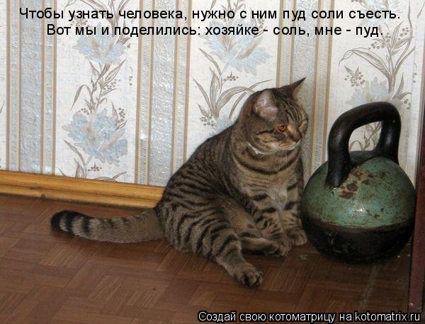 Котоматрица: Чтобы узнать человека, нужно с ним пуд соли съесть. Вот мы и поделились: хозяйке - соль, мне - пуд.