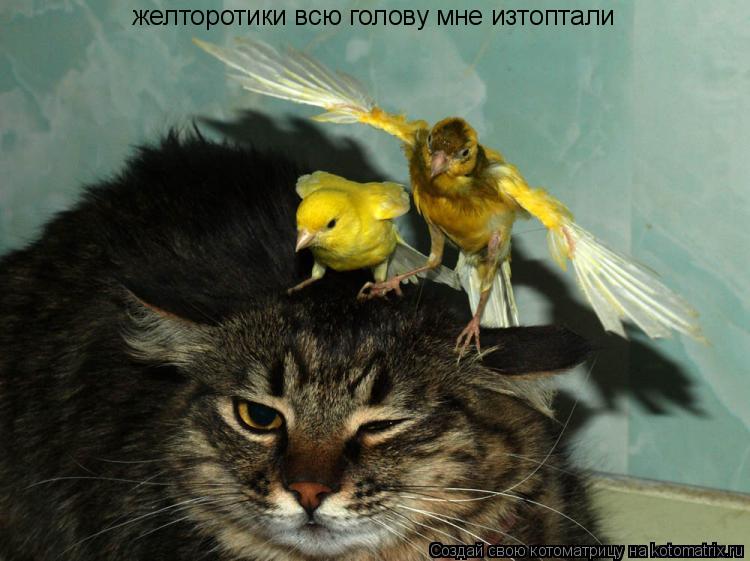 Котоматрица: желторотики всю голову мне изтоптали