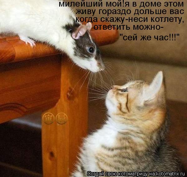 Котоматрица: милейший мой!я в доме этом живу гораздо дольше вас когда скажу-неси котлету, ответить можно- "сей же час!!!"