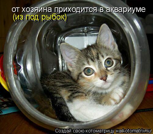 Котоматрица: от хозяина приходится в аквариуме прятаться(из под рыбок от хозяина приходится в аквариуме (из под рыбок) (из под рыбок)