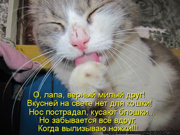 Анекдот как черт рану зализывал