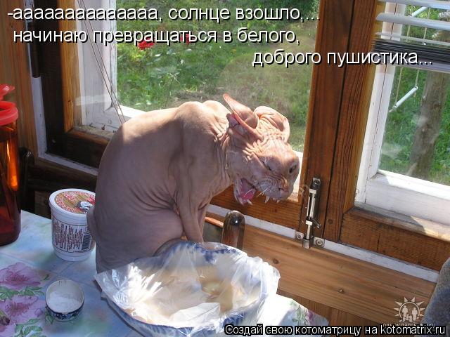 Котоматрица: -аааааааааааааа, солнце взошло,... начинаю превращаться в белого, доброго пушистика...