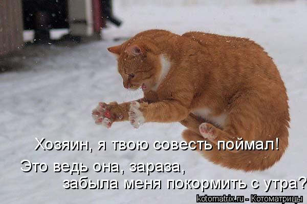 Котоматрица: Хозяин, я твою совесть поймал!  Это ведь она, зараза,  забыла меня покормить с утра?