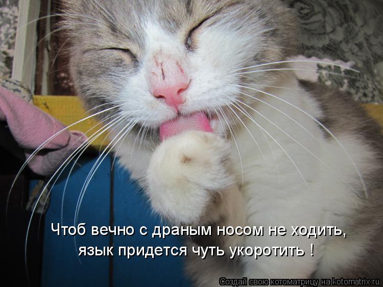 Чтоб вечно с драным носом не ходить, язык придется чуть укоротить !... Котоматрица: Чтоб вечно с драным носом не ходить, язык придется чуть укоротить !