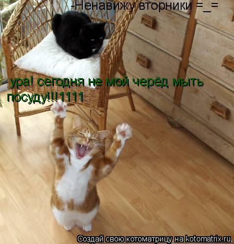 Котоматрица: ура! сегодня не мой черёд мыть посуду!!!1111 -Ненавижу вторники =_=