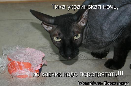 Котоматрица: Тиха украинская ночь, но хавчик надо перепрятать!!!