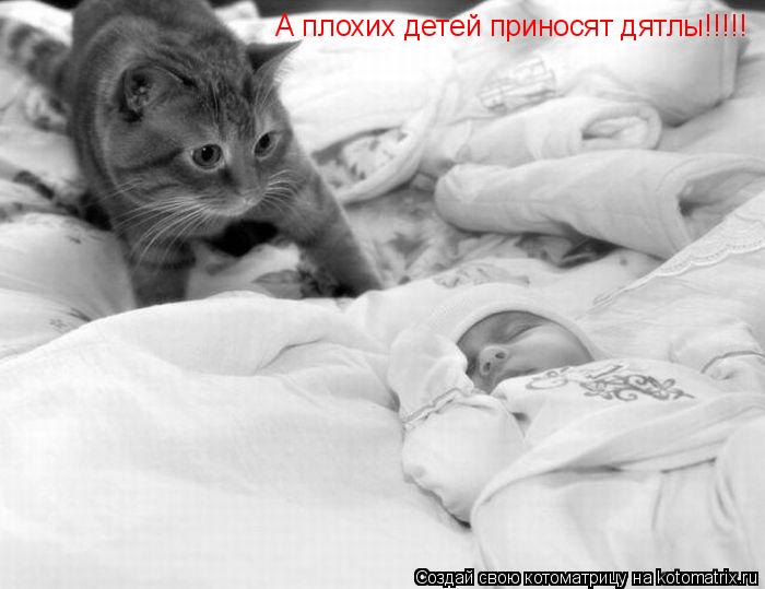 Котоматрица: А плохих детей приносят дятлы!!!!!