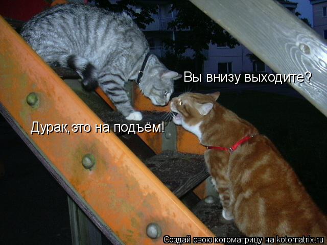 Котоматрица: Вы внизу выходите? Дурак,это на подъём!