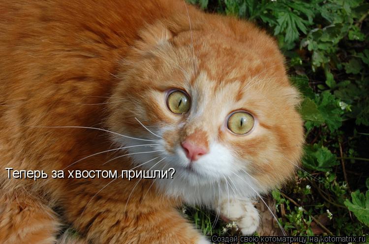 Котоматрица: Теперь за хвостом пришли?