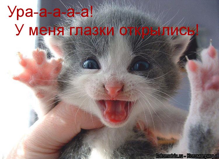 Ура-а-а-а-а! У меня глазки открылись!... Котоматрица: Ура-а-а-а-а! У меня глазки открылись!