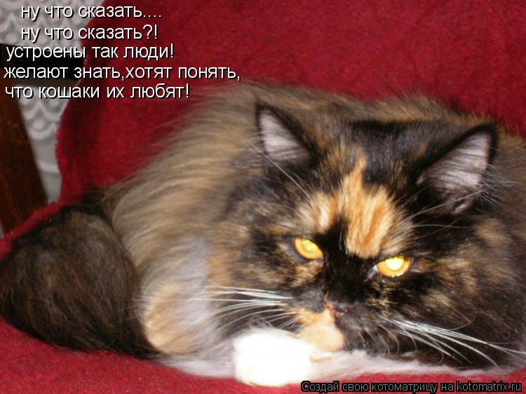 Котоматрица: ну что сказать.... ну что сказать?! устроены так люди! желают знать,хотят понять, что кошаки их любят!