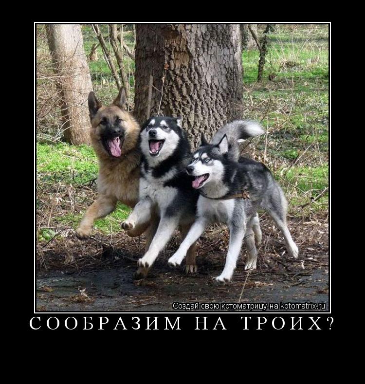 cообразим на троих? ... Котоматрица: cообразим на троих?